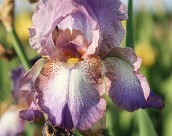Bearded Iris Wine Festival Plant Bulbs - Purple Multicolor Flowers in Spring & Fall, Easy to Grow