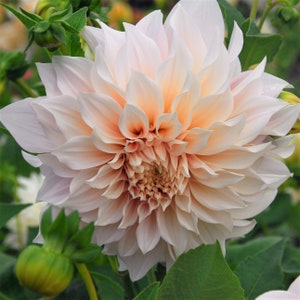 Clearance 3 Dahlia Cafe au Lait Divisions Multiple Tubers from Easy to Grow imagem 2