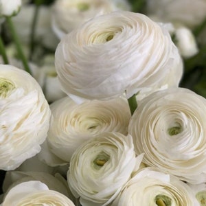 5 Italian Ranunculus - Elegance Bianco Flower Bulbs from Easy to Grow