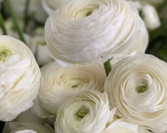 5 Italian Ranunculus - Elegance Bianco Flower Bulbs from Easy to Grow