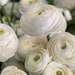 see more listings in the Anemones, Ranunculus section