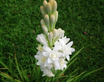Clearance - Tuberose Bulbs Fragrant White Double Flower Form from Easy to Grow