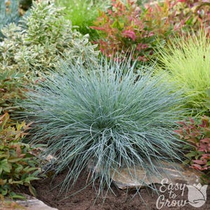 Festuca Fescue Beyond Blue 2 Potted Grass Plants - Low Maintenance Tolerant Plants from Easy to Grow
