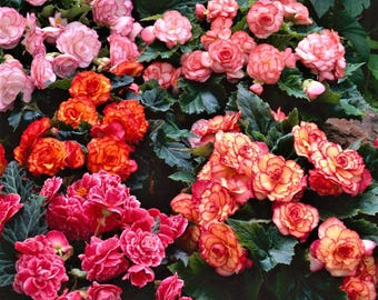 Begonia Cascade Mix 6 Flower Bulbs - Summer Colorful Tropical Blooms Partial Sun, from Easy to Grow