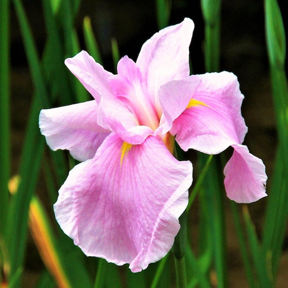 Japanese Iris Pink Lady Plant Division, Spring Summer Blooms Sun Outdoor Zones 4-9