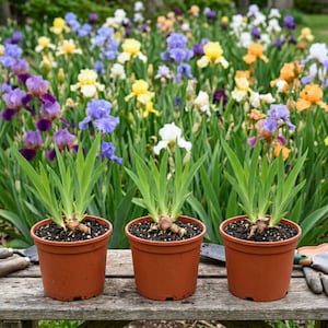 Bearded Iris Colorful Mix Potted Plants - Rooted Bulbs in Quart Pots, Spring to Fall Blooms in Sun, from Easy to Grow