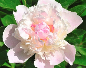 Clearance 1 Peony Shirley Temple Bareroot/Division from Easy to Grow