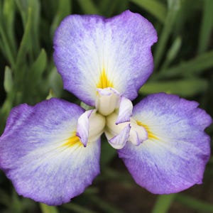 Japanese Iris Zen Garden Mix 5 Rhizome Divisions - Spring to Summer Blooms in Sun, from Easy to Grow immagine 3