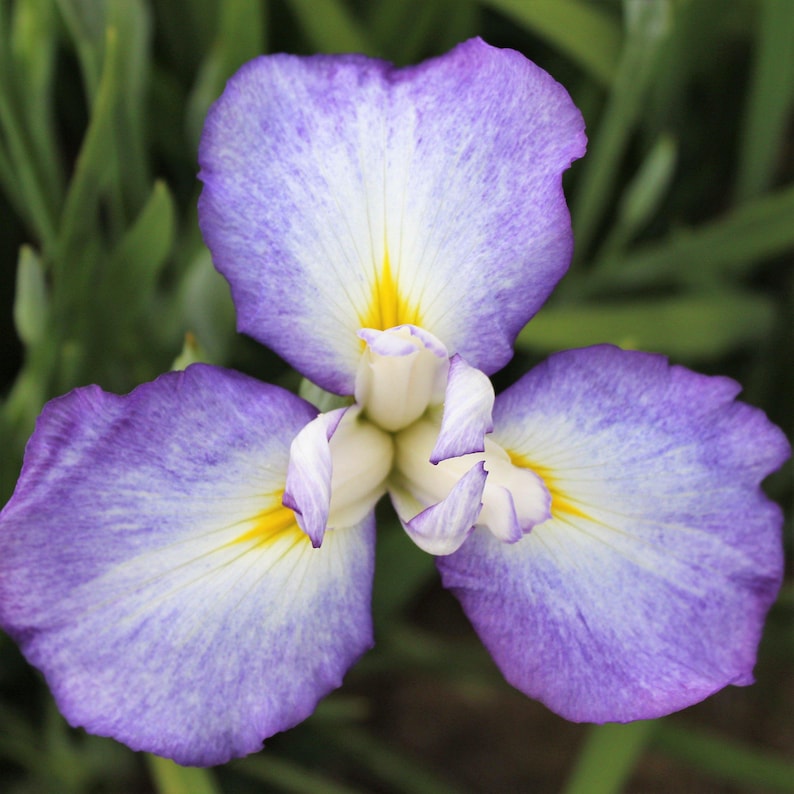 Japanese Iris Zen Garden Mix 5 Rhizome Divisions - Spring to Summer Blooms in Sun, from Easy to Grow immagine 3