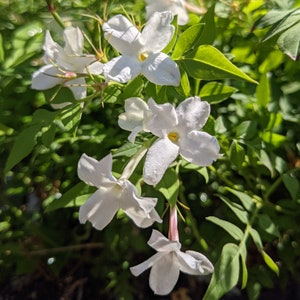 1 Jasmine - Officinale Hardy Jasmine Vine Potted Starter Plant from Easy to Grow