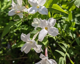 1 Jasmine - Officinale Hardy Jasmine Vine Potted Starter Plant from Easy to Grow