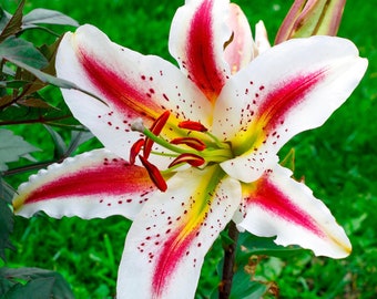 Clearance 3 Lilium - Oriental Lily Playtime Flower Bulbs from Easy to Grow