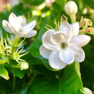 Jasmine Sambac Maid of Orleans - 1 Potted Plant Rooted in a Quart Pot, Spring to Fall Fragrant White Blooms (Philippine Flower)