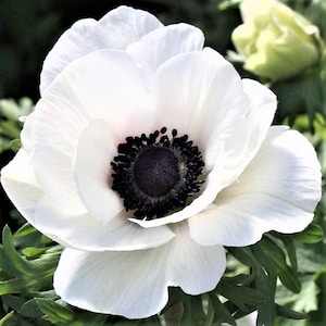 Italian Anemone Mistral Plus Bianco Centro Nero 10 Plant Bulbs, Spring Flowers Zones 8-10, from Easy to Grow