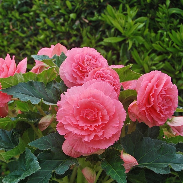 3 Begonia - Giant Ruffled Pink Flower Bulbs from Easy to Grow