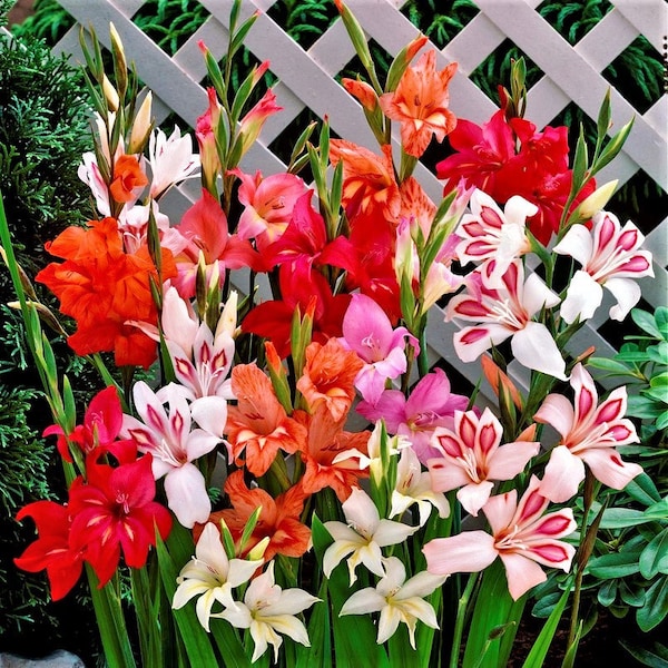 Clearance - 30 Hardy Gladiolus Easy to Grow Mix Flower Bulbs from Easy to Grow