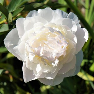 Peony Alba Plena 1 Root Division - Fragrant Spring Flowers Bloom in Sun, from Easy to Grow image 2