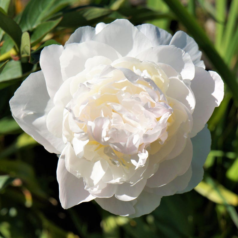 Peony Alba Plena 1 Root Division - Fragrant Spring Flowers Bloom in Sun, from Easy to Grow image 2