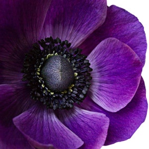 10 Italian Anemone - Mistral Plus Grape Flower Bulbs from Easy to Grow