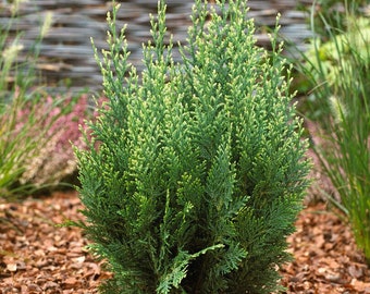 2 Pack Cypress Plant - Lawsoniana Potted Plant from Easy to Grow