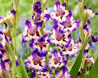 10 Gladiolus - Circus Color Flower Bulbs from Easy to Grow