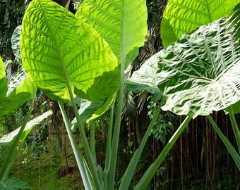 Alocasia Odora 1 Plant Bulb - Summer Night Fragrant Bloom in Partial Sun (Asian Taro, Upright Elephant Ear) from Easy to Grow