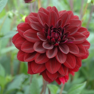3 Dahlia - Arabian Night Divisions (Multiple Tubers) from Easy to Grow