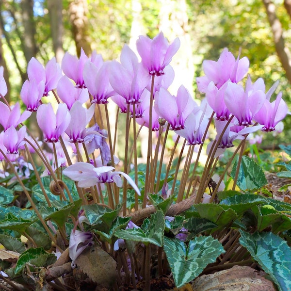 Clearance 3 Cyclamen - Hederifolium (Hardy) Flower Bulbs from Easy to Grow