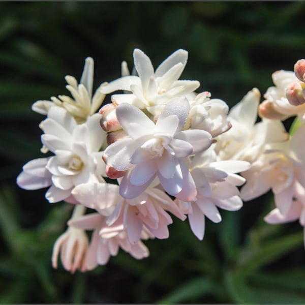 Tuberose Pink Sapphire 3 Flower Bulbs, Summer Fragrant Light Pink Blooms in Sun, from Easy to Grow
