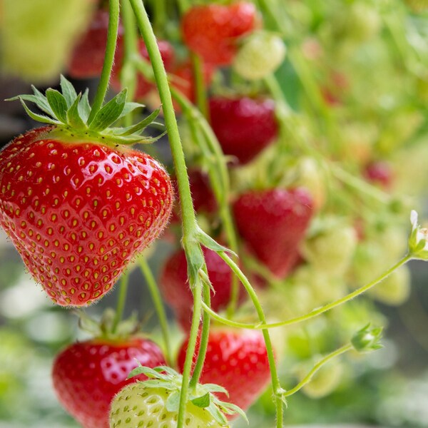 10 Strawberry - Red Everbearing Bareroots/Divisions from Easy to Grow