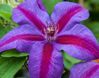 1 Pack Clematis Plant - Mrs. N Thompson Potted Plant from Easy to Grow