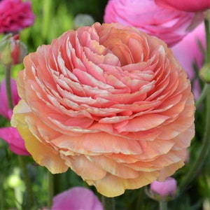 10 Ranunculus asiaticus Tecolote 'Salmon' Persian Buttercup Flower Bulbs from Easy to Grow