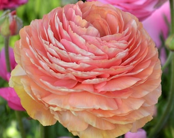 10 Ranunculus asiaticus Tecolote 'Salmon' Persian Buttercup Flower Bulbs from Easy to Grow