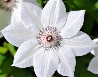Clematis Henryi 1 Potted Vine Plant - Rooted in a Quart Pot, Summer White Blooms, Easy to Grow