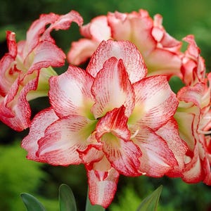 Amaryllis Double Record Flower Bulb, Indoor Holiday Outdoor Zones 9-11 Partial Sun, from Easy to Grow