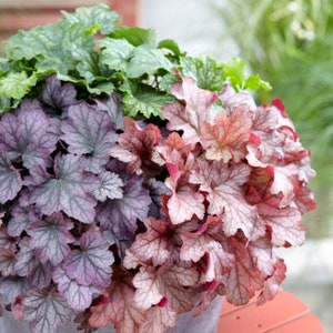 3 Pack Heuchera Plant - Carnival Collection Potted Plants from Easy to Grow