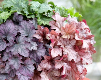 3 Pack Heuchera Plant - Carnival Collection Potted Plants from Easy to Grow