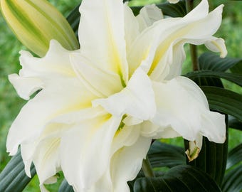 Lilium Oriental Roselily Jisca 3 Flower Bulbs - Summer White Pollen-Free Blooms, from Easy to Grow