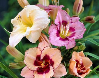 Clearance 10 Daylily - Bumper Crop Mix Bareroots/Divisions from Easy to Grow