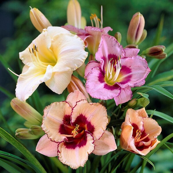 Clearance 10 Daylily - Bumper Crop Mix Bareroots/Divisions from Easy to Grow