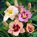 see more listings in the Other Bulbs & Roots section