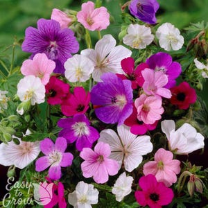 Hardy Geranium Tapestry Mix 6 Roots - Summer Colorful Flowers in Sun, from Easy to Grow (Perennial Cranesbill) image 1
