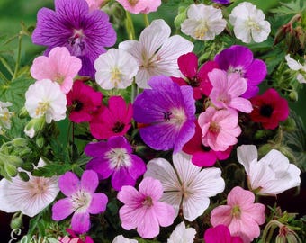Hardy Geranium Tapestry Mix 6 Roots - Summer Colorful Flowers in Sun, from Easy to Grow (Perennial Cranesbill)