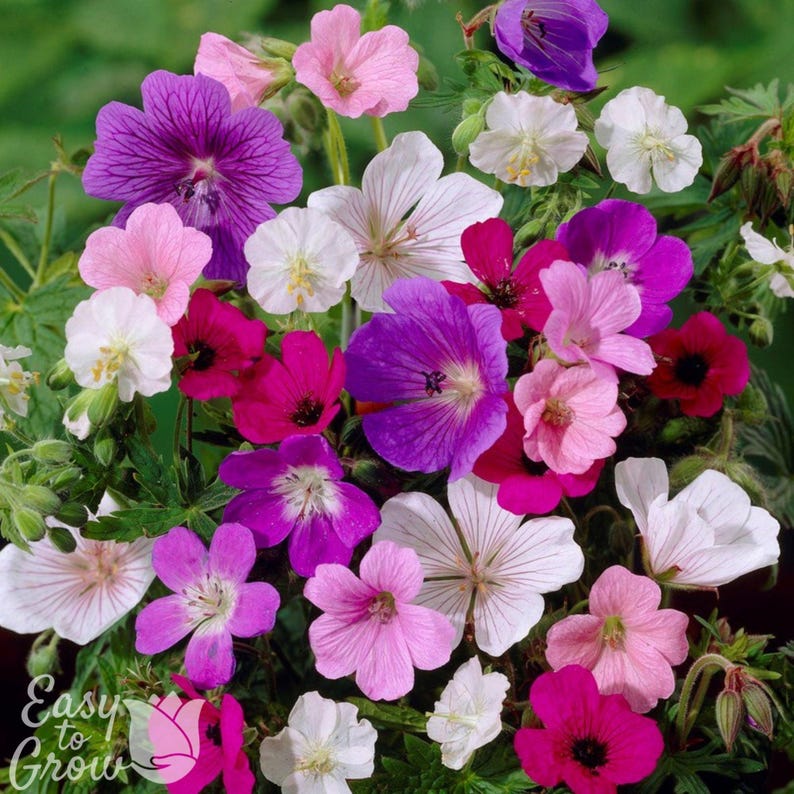 Hardy Geranium Tapestry Mix 6 Roots - Summer Colorful Flowers in Sun, from Easy to Grow (Perennial Cranesbill) image 1