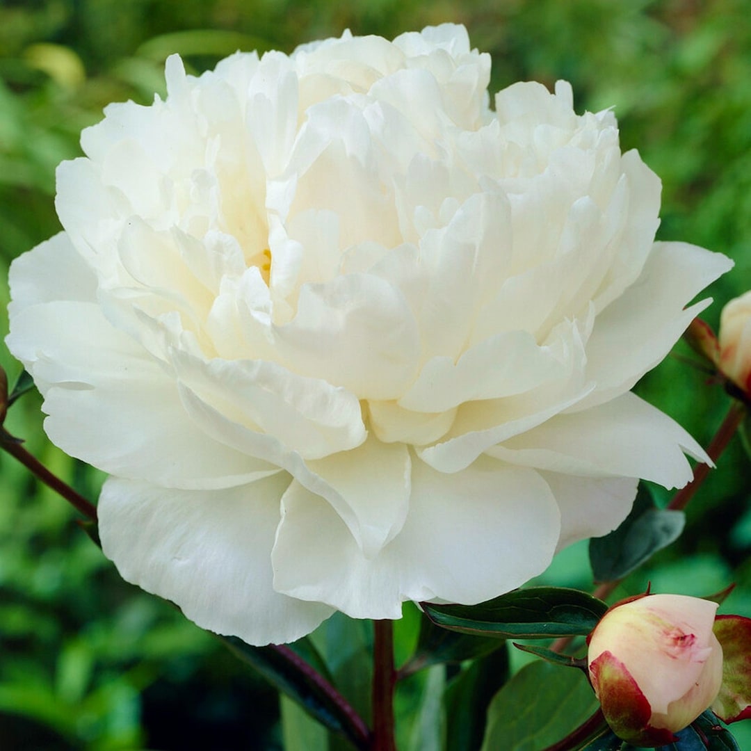 1 Peony Gardenia Bareroot/division From Easy to Grow