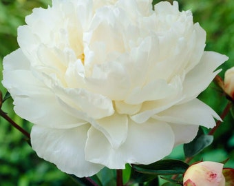 1 Peony - Gardenia Bareroot/Division from Easy to Grow