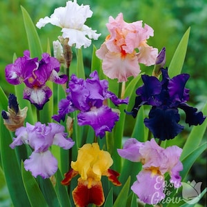 Bearded Iris Colorful Mix 3 Potted Plants - Rooted Bulbs in Quart Pots, Spring to Fall Blooms in Sun, from Easy to Grow