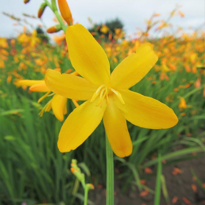 Easy to Grow Bulbs Crocosmia George Davidson - Thumbnail 3