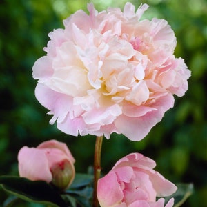 Clearance - 1 Peony Lady Alexandra Duff Bareroot/Division from Easy to Grow
