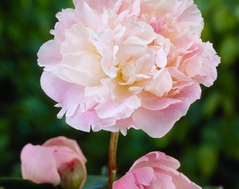 Clearance - 1 Peony Lady Alexandra Duff Bareroot/Division from Easy to Grow